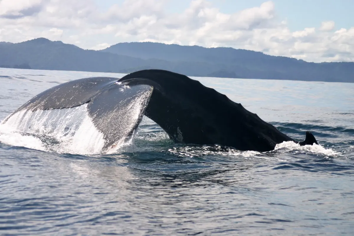 Queue de baleine à bosse dans le Pacifique, Chocó