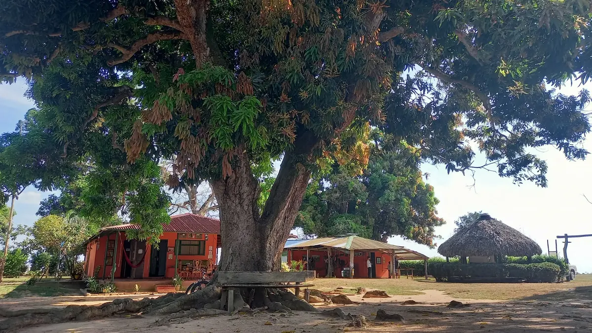 Hacienda à l’ombre d’un grand arbre dans les Llanos