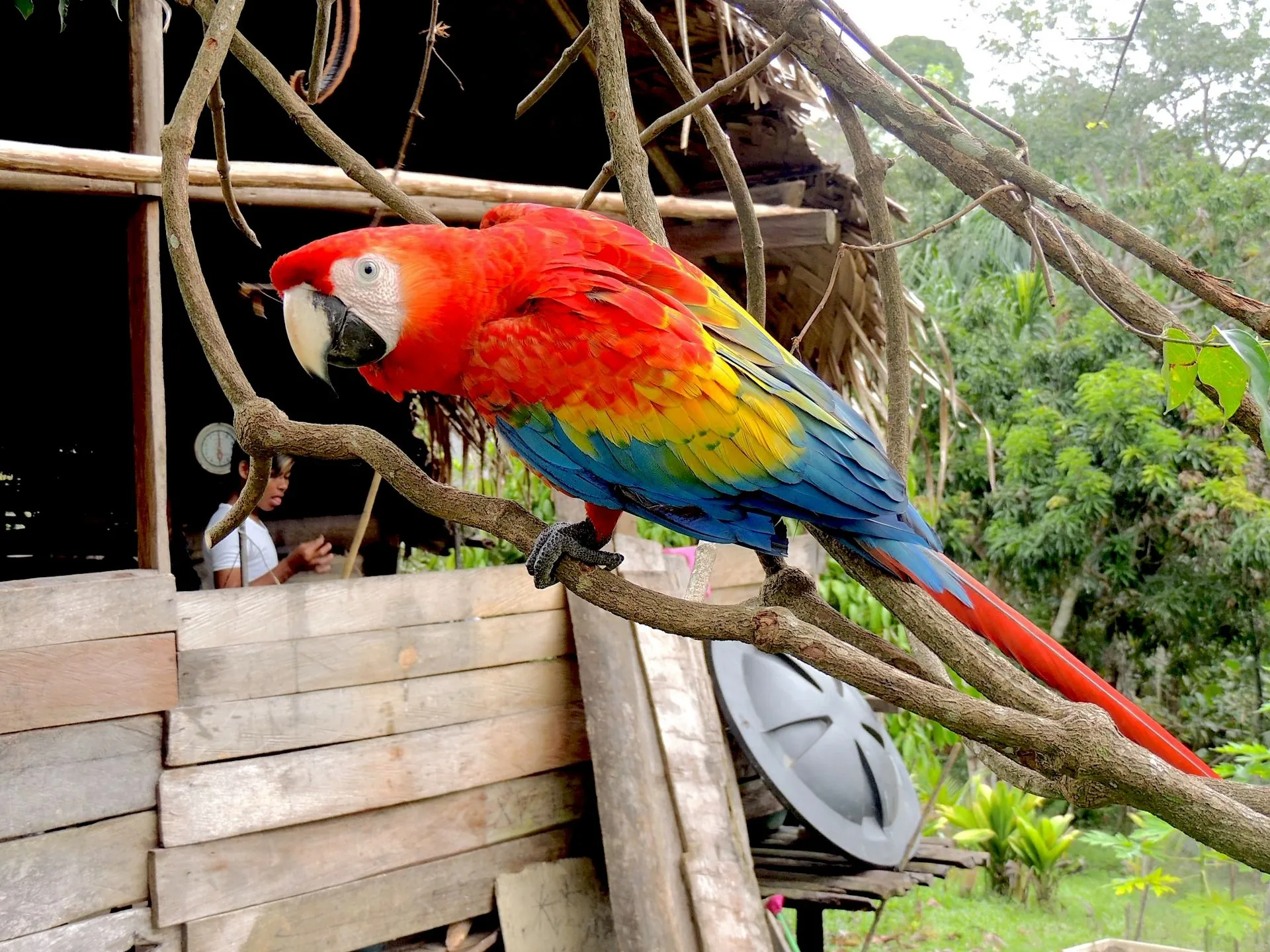Ara rouge en Amazonie