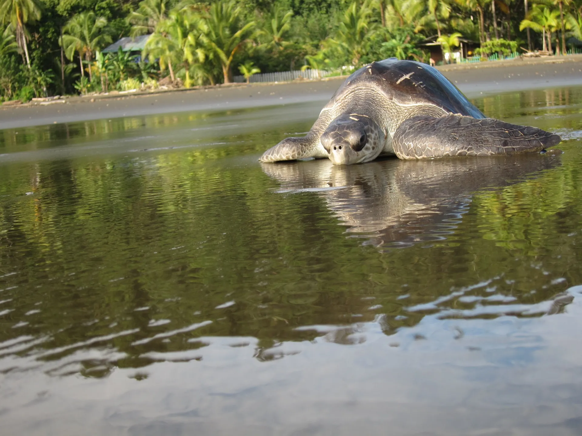 Tortue marine sur une plage du Chocó