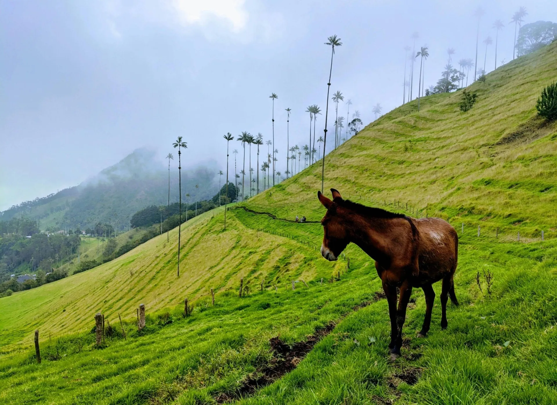 Jour 5 – Salento, Filandia, Valle del Cocora : Balade dans la vallée du Cocora, puis visite de Salento et…