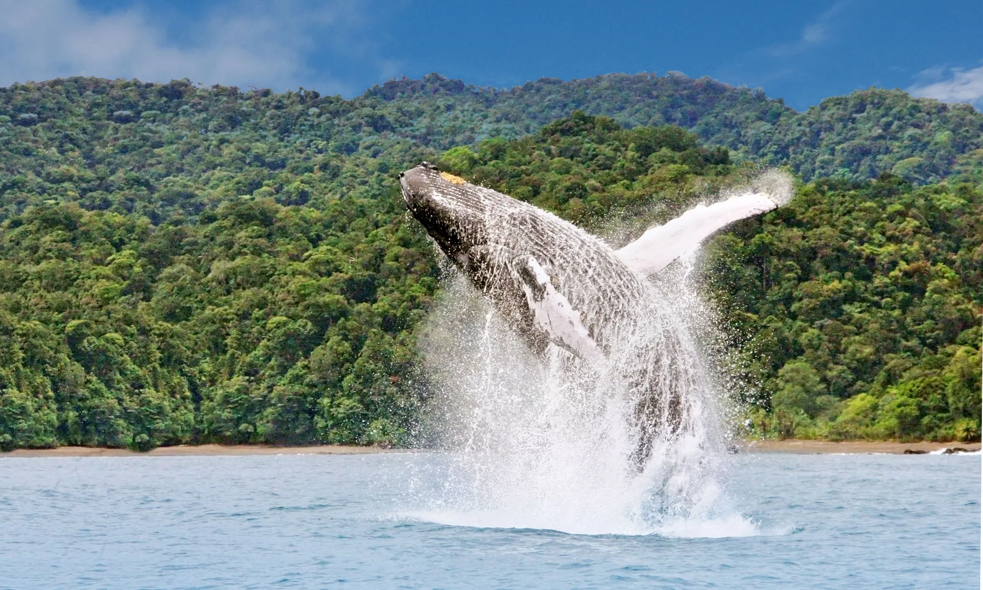 Baleine à bosse au large de Bahía Solano, Chocó